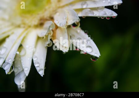 Drops on the petals of a white Barberton Daisy, reflecting a red daisy in them Stock Photo