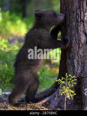 Bear cub up on his hind legs and sniffing the tree. Bear Cub of Brown bear in the summer forest. Scientific name: Ursus Arctos Arctos. Stock Photo