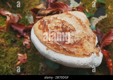 Big gray mushroom growing on a tree in the forest Stock Photo