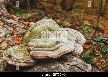 Big gray mushroom growing on a tree in the forest Stock Photo