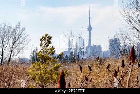 Unrecognized couple cycling in waterfront with Toronto waterfront skyline in the background in winter season. Selective focus on vegetation in foregro Stock Photo