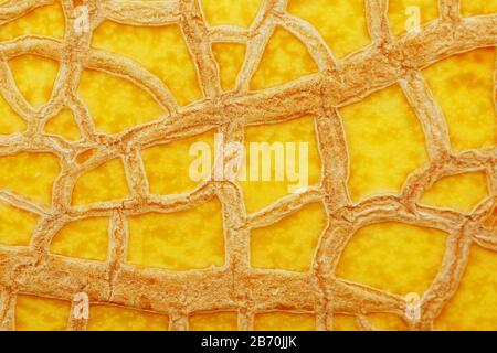 The peel of a ripe yellow melon with texture tracks, full screen. Melon variety torpedo Stock Photo