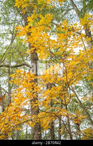 Yellow leaves in the fall season of the year in North Central Florida. Stock Photo