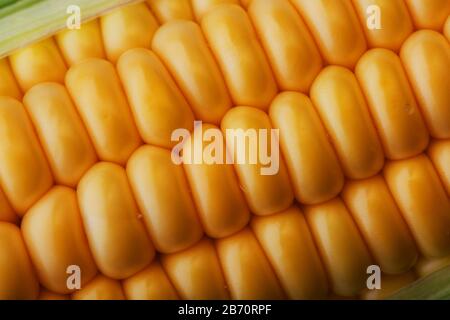 Corn grains in close-up closeup, rows of fresh and ripe yellow corn kernels, corn cob. Close-up full-screen, continuous abstract background, substrate Stock Photo