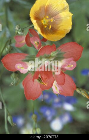 Travis County, Texas:  Texas Indian paintbrush (center), yellow evening primrose (top) and Texas bluebonnet in a field of wildflowers. ©Bob Daemmrich Stock Photo