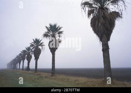 Hidalgo, Texas USA: Palm trees line U.S. Highway 281 in the Rio Grande Valley of South Texas. ©Bob Daemmrich Stock Photo