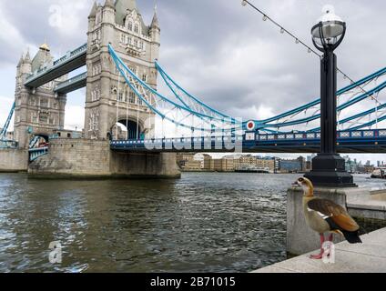 An Egyptian goose, Alopochen aegyptiaca, surveys Tower Bridge from the south bank of the Thames. Stock Photo