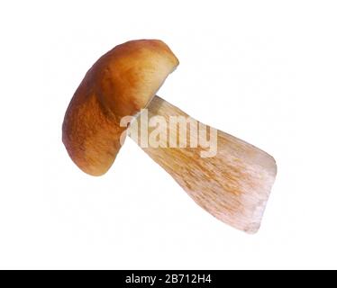 Boletus Edulis Mushroom isolated on white background close up. Forest mushroom. Stock Photo