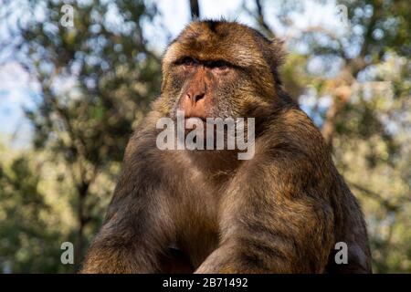 Barbary Macaque on the Rock of Gibraltar Stock Photo