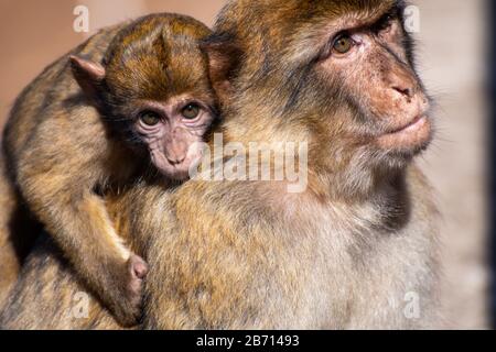 Barbary Macaque with baby on Gibraltar rock Stock Photo