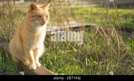 Cute ginger cat sitting in a sunny garden. Pet relaxing outdoor. Stock Photo