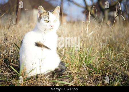 Cute white kitten sitting in the dry grass. Stock Photo