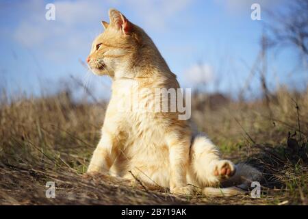Funny ginger cat sits in dry grass against a blue sky on a sunny day. Stock Photo