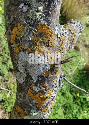 Lichens and moss on orange tree trunk bark,texture,natural wallpaper,cilento  Stock Photo