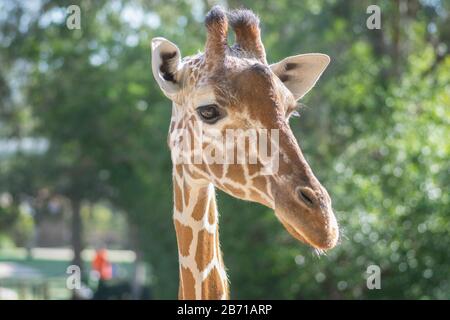 Portrait of a Reticulated Giraffe (Giraffa Camelopardalis), at the Ramat Gan Safari park, Israel Stock Photo