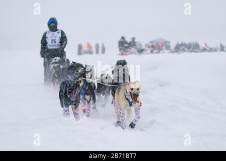 Martin Buser Musher Martin Buser competing in the 48th Iditarod Trail Sled Dog Race ...