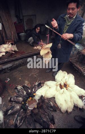 ducks at the animal and seafood market in the old town in the city of Jiujiang in the province of Hubei in china in east asia.   China, Wuhan, April, Stock Photo