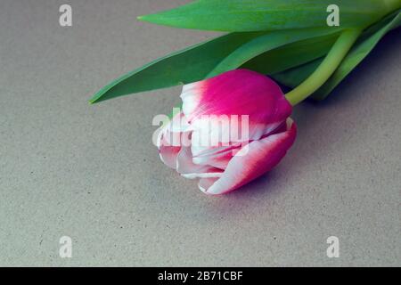 One pink Tulip on a light grey background close- up. Stock Photo