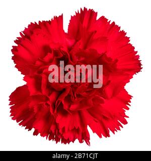 Red carnations flower isolated on white background. Stock Photo