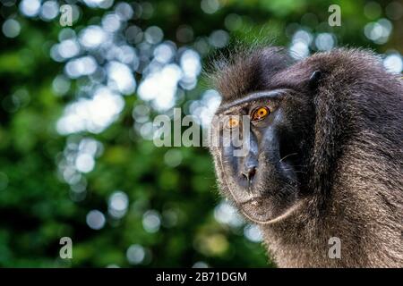 The Celebes crested macaque . Close up portrait, front view. Crested black macaque, Sulawesi crested macaque, or the black ape. Natural habitat. Sulaw Stock Photo