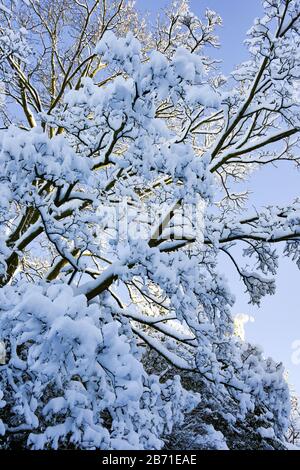 Snow covered branches of a tree with blue sky and winter sunlight behind. Stock Photo