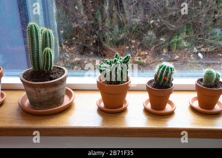 Various green cactus plants in pots on a windowsill near a window with raindrops in a cozy home. Decorative indoor plants photo. Stock Photo