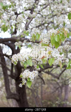 Pyrus pashia - wild Himalayan pear tree. Stock Photo