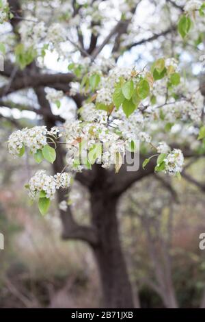 Pyrus pashia - wild Himalayan pear tree. Stock Photo