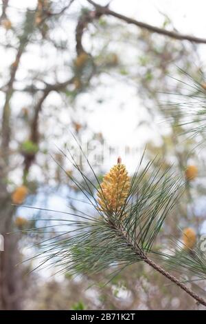 Pinus massoniana close up. Stock Photo