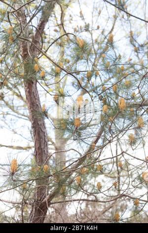 Pinus massoniana close up. Stock Photo