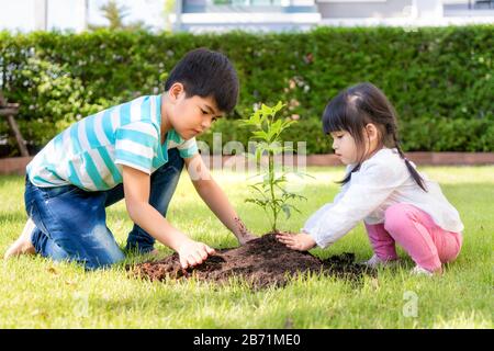 Asian sibling brother and sister planting young tree on black soil together as save world in garden at house on summer day. Planting tree. Childchood Stock Photo
