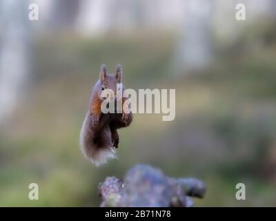 Red squirrel, Sciurus vulgaris, single mammal leaping,            Scotland, March 2020 Stock Photo