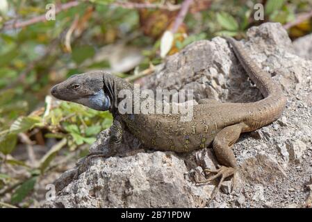 Male Tenerife lizard / Western Canaries lizard (Gallotia galloti) sun basking on volcanic lava rock, Anaga Rural Park, Tenerife, August. Stock Photo