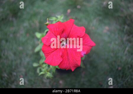 Celebrity red petunia flower, Burgundy plain crimson flower, closeup of beautiful petunia top view Stock Photo