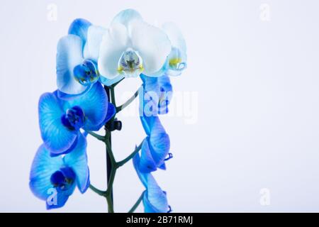 Blue orchid on white background Stock Photo