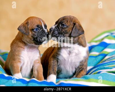 Two five week old Boxer Puppies on blanket, touching noses. Stock Photo