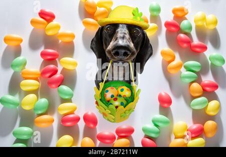 happy easter  dachshund sausage  dog with  funny colourful eggs in a basket   for the holiday season Stock Photo