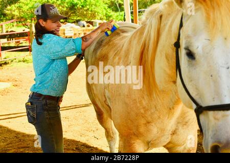 Horses being cared for and groomed by an attractive, young smiling cowgirl at horse stable of 900-acre Gunstock Ranch, Oahu Island, Laie, Hawaii, USA Stock Photo