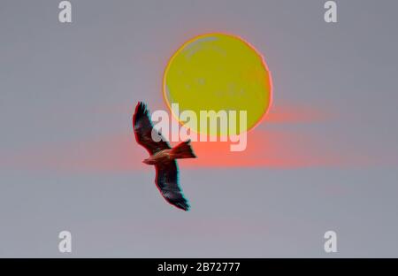 Figure bird (kite, vulture) of prey on the background of the solar disk. Natural composition with glitch effect Stock Photo