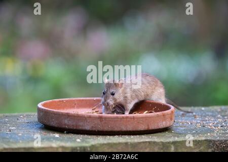 Rattus norvegicus. Brown rat feeding on a bowl of dried mealworms put out for the birds in an english garden. UK Stock Photo