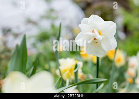 Narcissus of the Ice King species on a flowerbed.White terry daffodils in a field.Flowering of large double narcissuses ,daffodils in the spring.terry Stock Photo