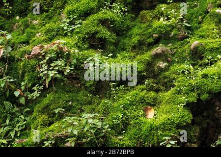 Green mossy background. Beautiful bright green moss grown up cover the rough stones and on the floor in the forest. Rocks full of the moss texture in nature for wallpaper. Stock Photo