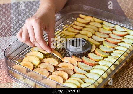 Girl lays sliced apples in the food dryer. Cut apples on dehydrator tray. Closeup, selective focus Stock Photo