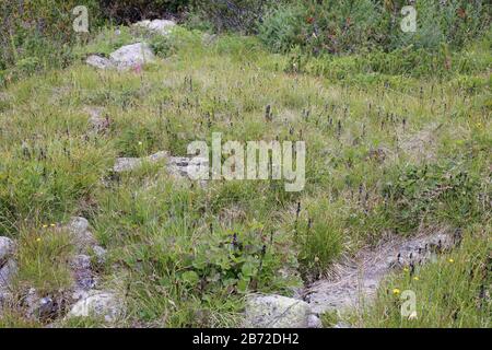 Swertia perennis - Wild plant shot in summer. Stock Photo