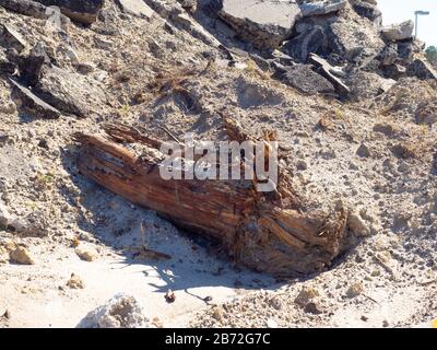 Shattered Tree Trunk partially buried in Road Rubble, Concrete and Asphalt chunks, wall of road demolition debris, View #2 side of huge trunk exposed Stock Photo