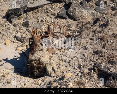 Shattered Tree Trunk buried in Road Rubble, Asphalt and Concrete Road Debris, Sand and Gravel, wall of road demolition debris View #1 bottom of trunk Stock Photo