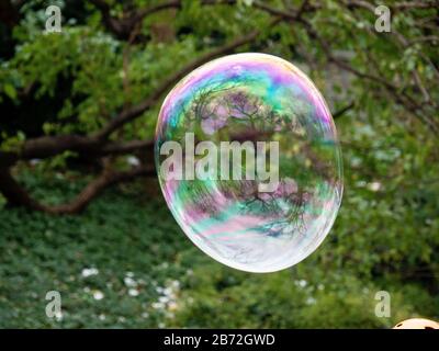 Bubble and Trees Stock Photo