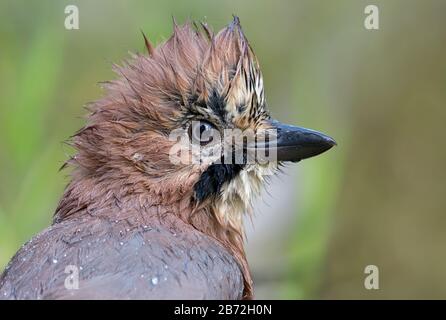 Eurasian Jay (garrulus glandarius) close wet head portrait with feathers in irokez Stock Photo