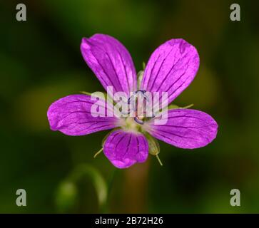 pink marsh cranesbill (geranium palustre) flower, detail Stock Photo