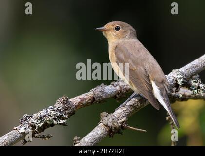 Female Red-breasted flycatcher (ficedula parva) simple posing perched on small branch with clean dark background in sunny forest Stock Photo